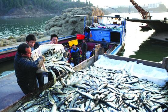 丹江口庫區(qū)鮮魚滯銷，大型央企中糧集團已開始援手丹江口市，該集團旗下網(wǎng)商“我買網(wǎng)”于4日下午與丹江口市政府簽訂一份代銷協(xié)議，首批認購10萬斤“愛心魚”。截至昨日，包括阿里巴巴、中糧、蘇寧等國內知名大型企業(yè)，已開始通過各自渠道銷售丹江口市“愛心魚”。圖/記者 何利 通訊員 張朝峰