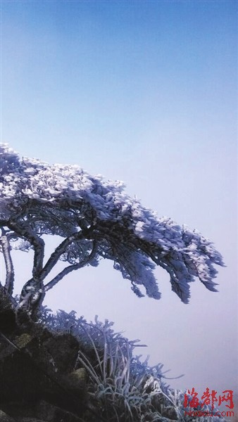 德化九仙山上,草木一夜换装,原本苍翠的松树绽放晶莹的“冰凌花”