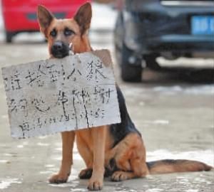 狗媽媽叼尋狗啟事牌找走失小狗(圖)