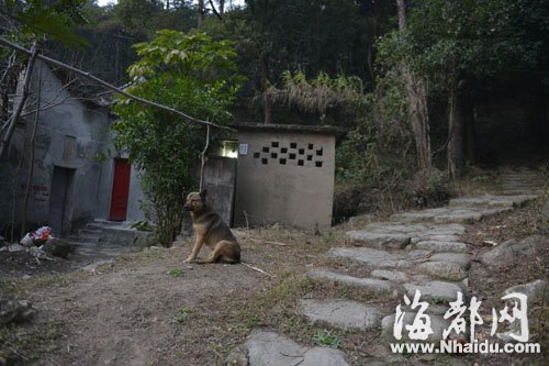 爷孙遇害,一条狗一直守在事发的屋子前
