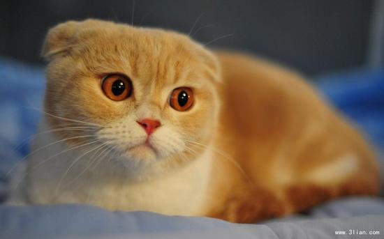 睡前一起猜第109期:答题赢天猫魔盒1s|睡前一