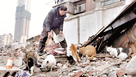 爹爹坚持喂5年流浪猫 附近菜场无鼠患