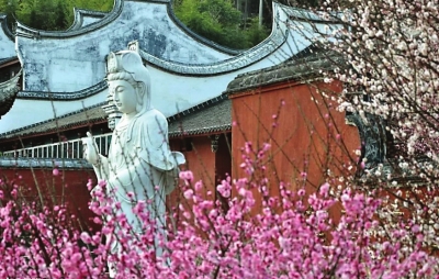 福州市北峰林阳寺梅花盛开 (网友郑华/摄)