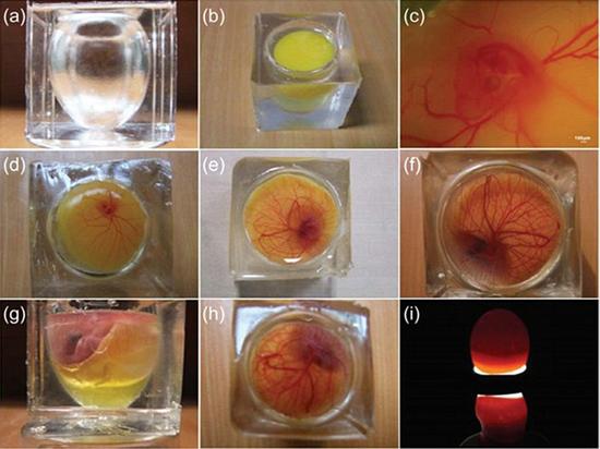 在人工透明蛋壳内，胚胎发育的时间最多为17天半，距离孵化所需的时间还差3天。