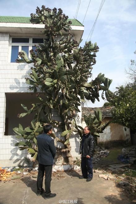2层楼高仙人掌