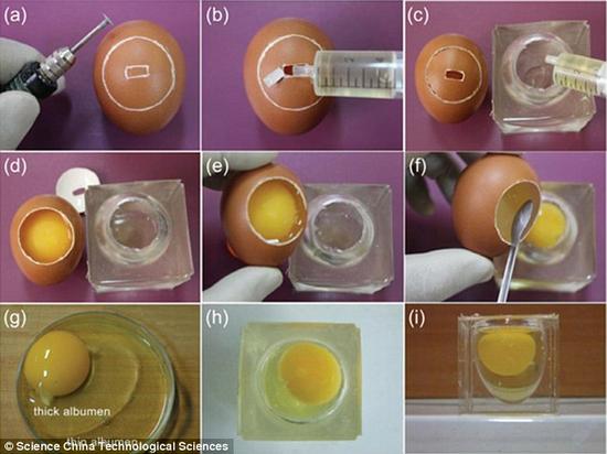 将胚胎从真实鸡蛋中转移到人工蛋壳内的过程。