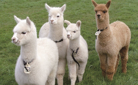 12只小熊猫郑州动物园内安家 羊驼备受游客欢