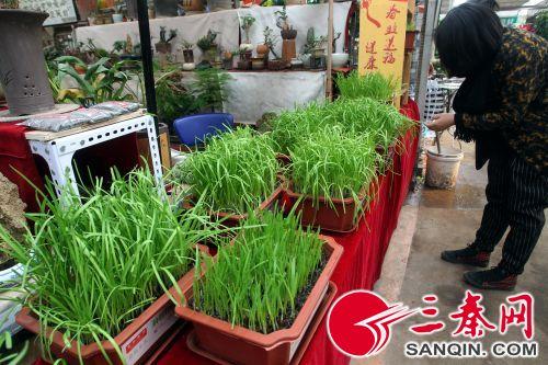 西安花卉市场现盆栽韭菜 九十九一盆当花卖(组