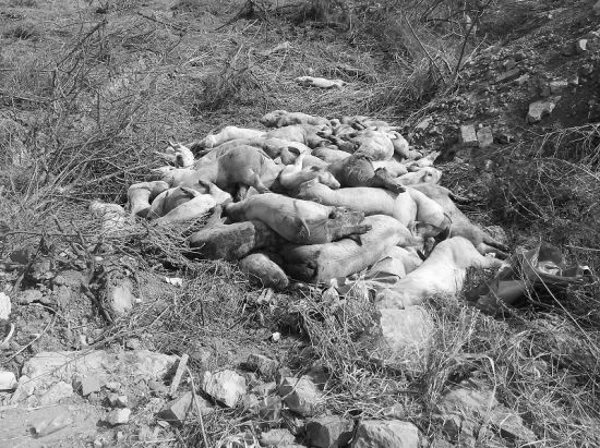 拆迁空地惊现上百头死猪