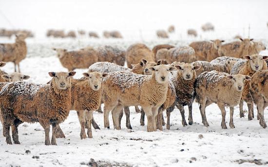 2015年2月，英国温切斯特牧场被白雪覆盖的绵羊。