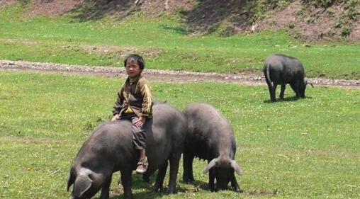 毕节赫章“可乐猪”喝矿泉水长健美肉_新浪贵州_新浪网