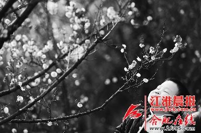 小男孩沉浸在梅花的花香中。