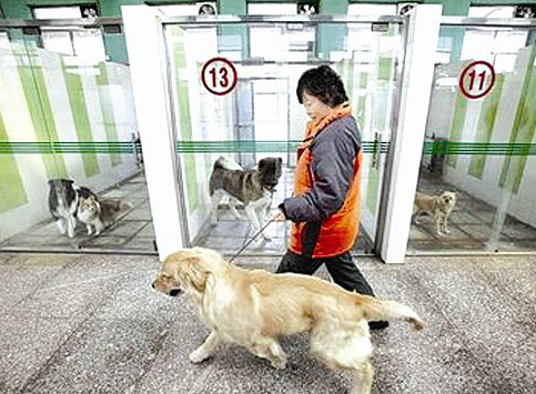 图为:宠物寄养(资料图)