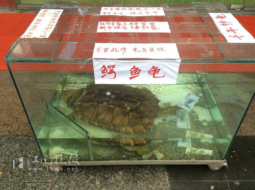 面包店前“神龟”挺“招财”