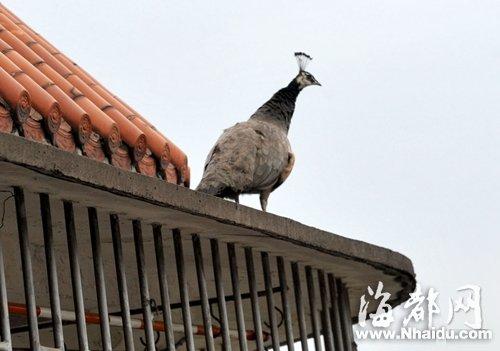 不管主人怎么呼唤,孔雀就是不下来