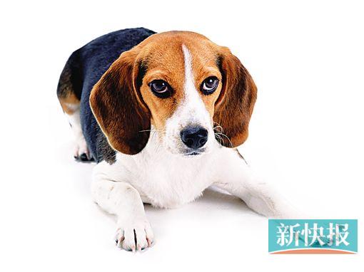 ■比格犬(资料图)