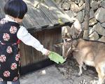 福州动物园三羊闹新春 其中一只是欧洲盘羊