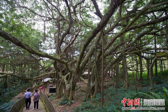 海南定安一棵占地8.6亩的“亚洲榕树王”