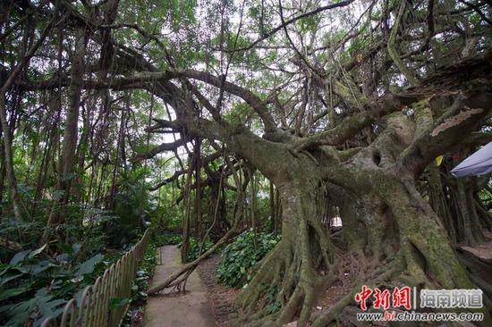 海南定安一棵占地8.6亩的“亚洲榕树王”