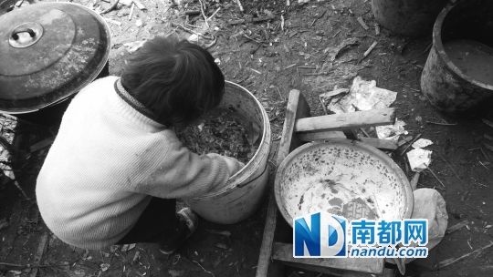 剩菜拿回来的那天,十娃不停地在桶里翻吃的。