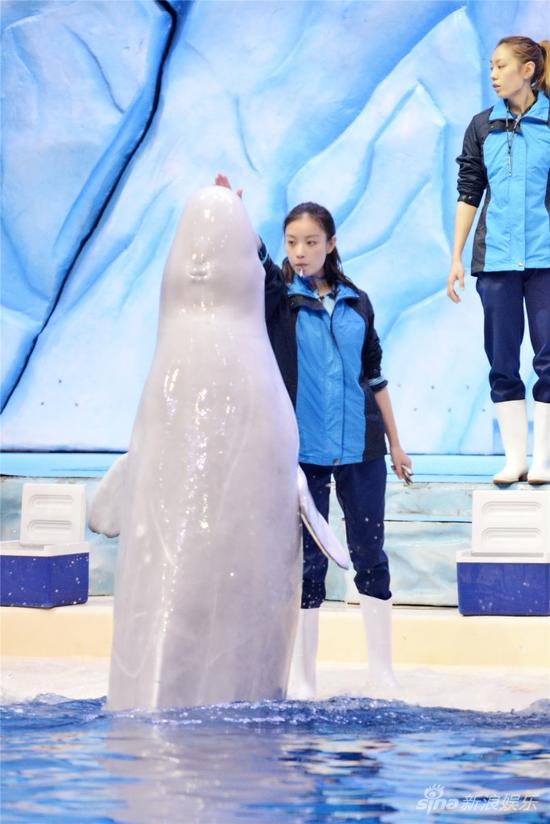 倪妮与白鲸为表演做训练