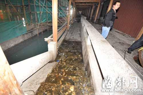 粪水从驳岸流入安泰河