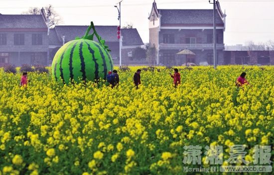 油菜花