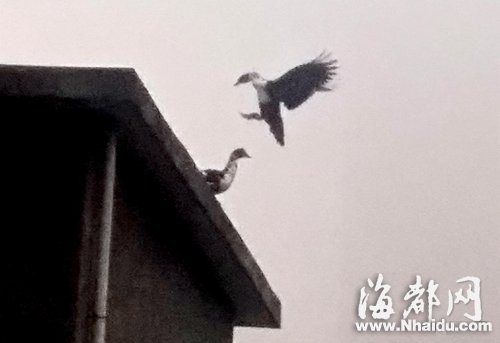 番鸭稳稳落在屋顶