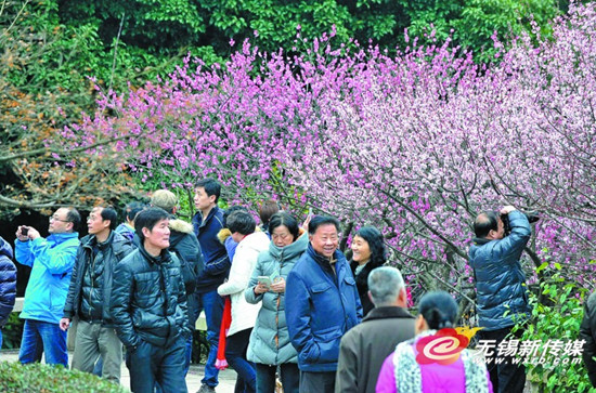 近日,市民在梅园景区赏梅。今年春节长假恰逢梅花盛开期,虽然天气有些阴沉,但每天前来梅园赏梅的游客川流不息,日均客流超过5万。(刘芳辉 摄)