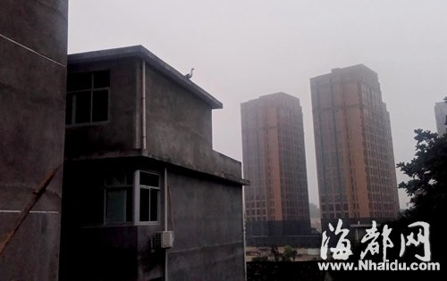 陈先生家的母番鸭酷爱“飞檐走壁”,一飞就是5层楼高