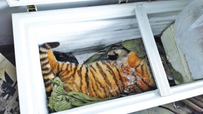 死亡的老虎被放在了冰柜内 半岛都市报供图Y