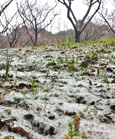 宜兴山村的地面上覆盖着厚厚一层冰粒 何小兵摄