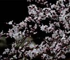 西安豐慶公園山桃花開