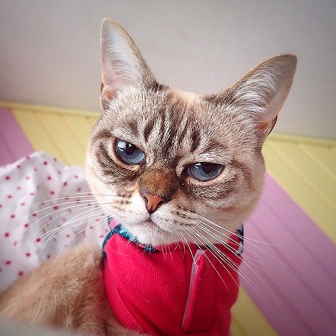 “酸菜”患有神经问题“猫感觉过敏症”,是一种行为上的强迫症,所以才会经常黑脸。