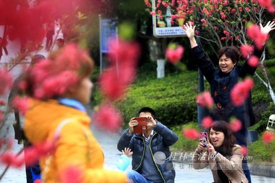 市内各大公园景区桃花大面积绽放