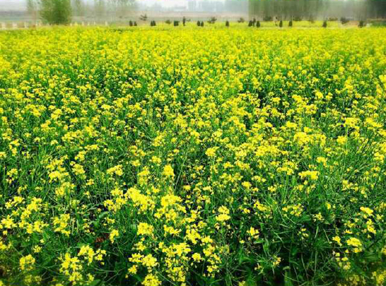 双泉镇油菜花(图:@摄影师么么锐)