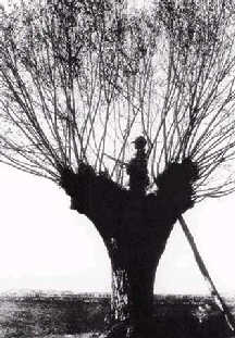 中国抗日小英雄的传奇故事