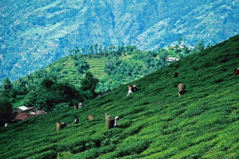 印度大吉岭茶园，爱茶人必去之地。