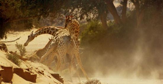 动物园长颈鹿打架 互甩脖子当武器