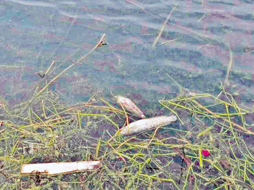 蠡湖水岸边漂浮着死鱼
