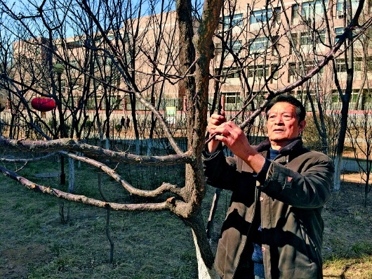 春天到了,毛如善又开始修剪树枝。 本报记者 许建立 摄