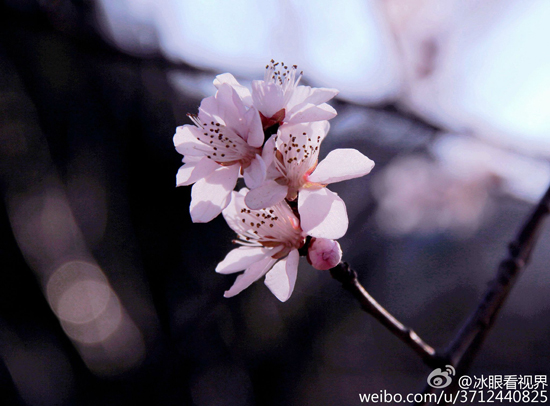千佛山桃花朵朵开(图:@冰眼看世界)