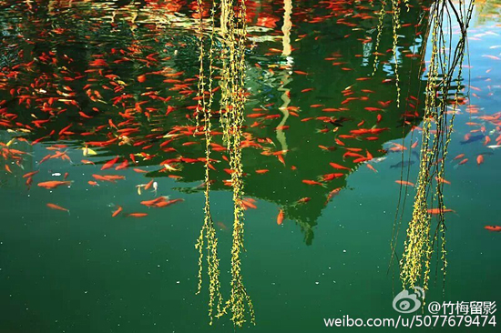 初春时节的五龙潭(图:@竹梅留影)