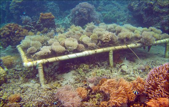 跨界公益 碧欧泉CC隔离霜海底花园限量版|碧欧