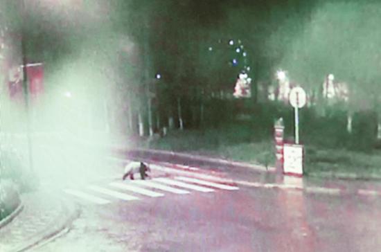 大熊貓進映秀鎮“鬧元宵” 過馬路只走斑馬線