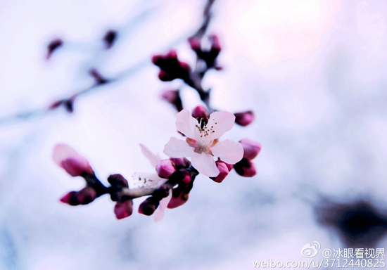 千佛山桃花朵朵开(图:@冰眼看世界)