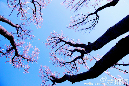 千佛山桃花朵朵开(图:@冰眼看世界)