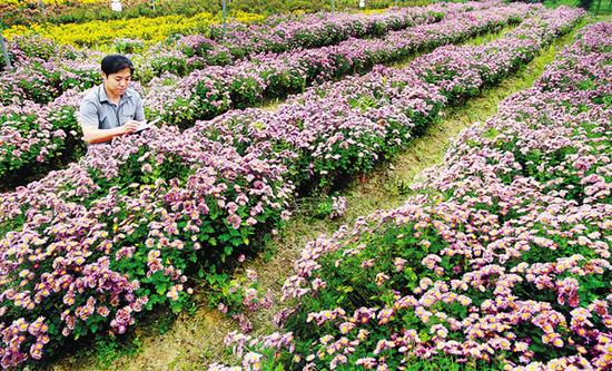 海南:地被菊新品种试种成功_新浪海南_新浪网