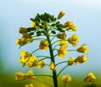 近距離看油菜花