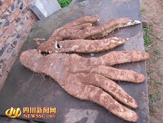 挖出的脚板苕。